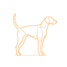 Animals Dogs American Foxhound Outline Svg File, Free Vectors File